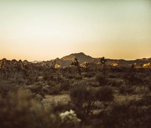 Preview wallpaper prairies, desert, valley, trees, hill