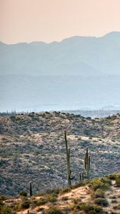 Preview wallpaper prairies, hills, cacti, grass, bushes