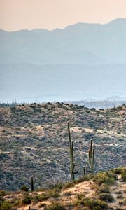 Preview wallpaper prairies, hills, cacti, grass, bushes