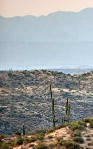 Preview wallpaper prairies, hills, cacti, grass, bushes