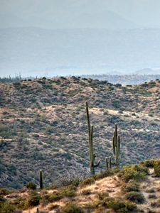 Preview wallpaper prairies, hills, cacti, grass, bushes