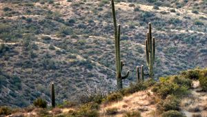 Preview wallpaper prairies, hills, cacti, grass, bushes