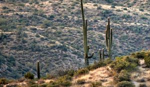 Preview wallpaper prairies, hills, cacti, grass, bushes