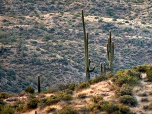 Preview wallpaper prairies, hills, cacti, grass, bushes