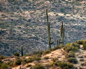 Preview wallpaper prairies, hills, cacti, grass, bushes