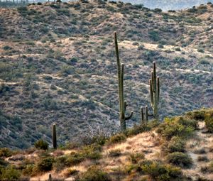 Preview wallpaper prairies, hills, cacti, grass, bushes