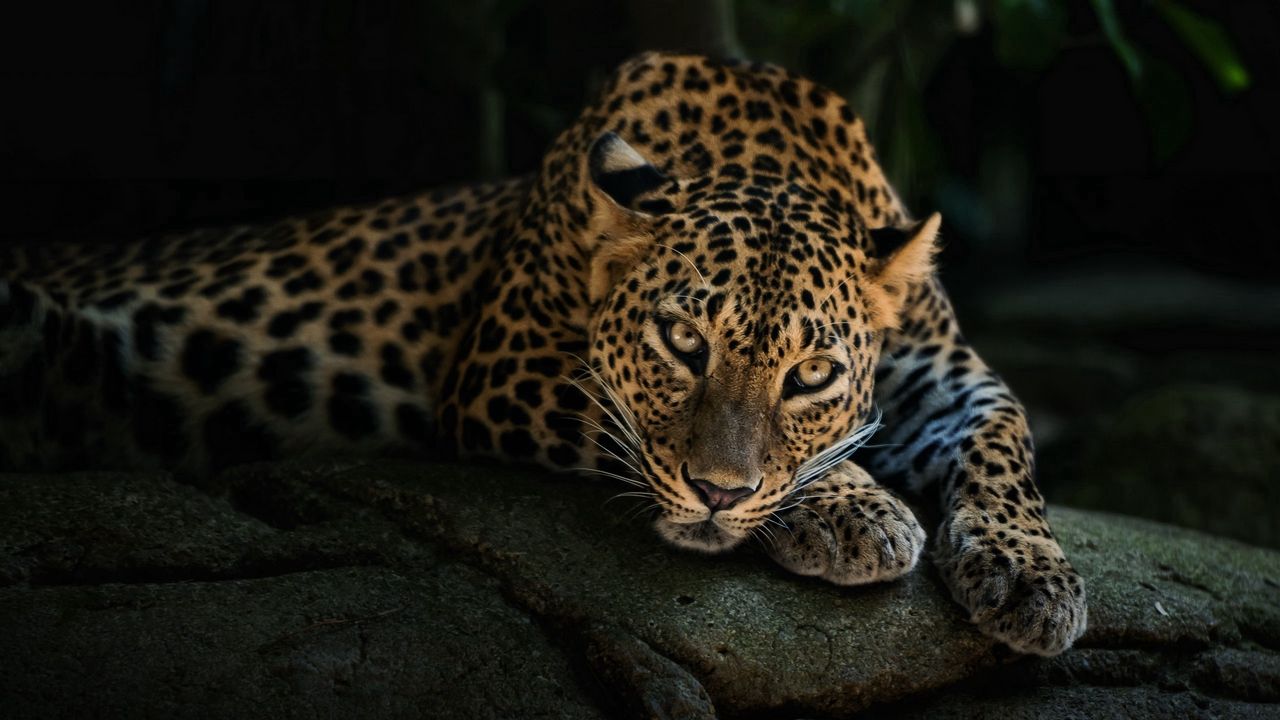 Wallpaper predator, leopard, look, stone, relaxation