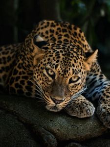Preview wallpaper predator, leopard, look, stone, relaxation