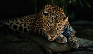 Preview wallpaper predator, leopard, look, stone, relaxation