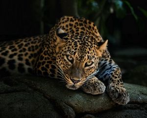 Preview wallpaper predator, leopard, look, stone, relaxation