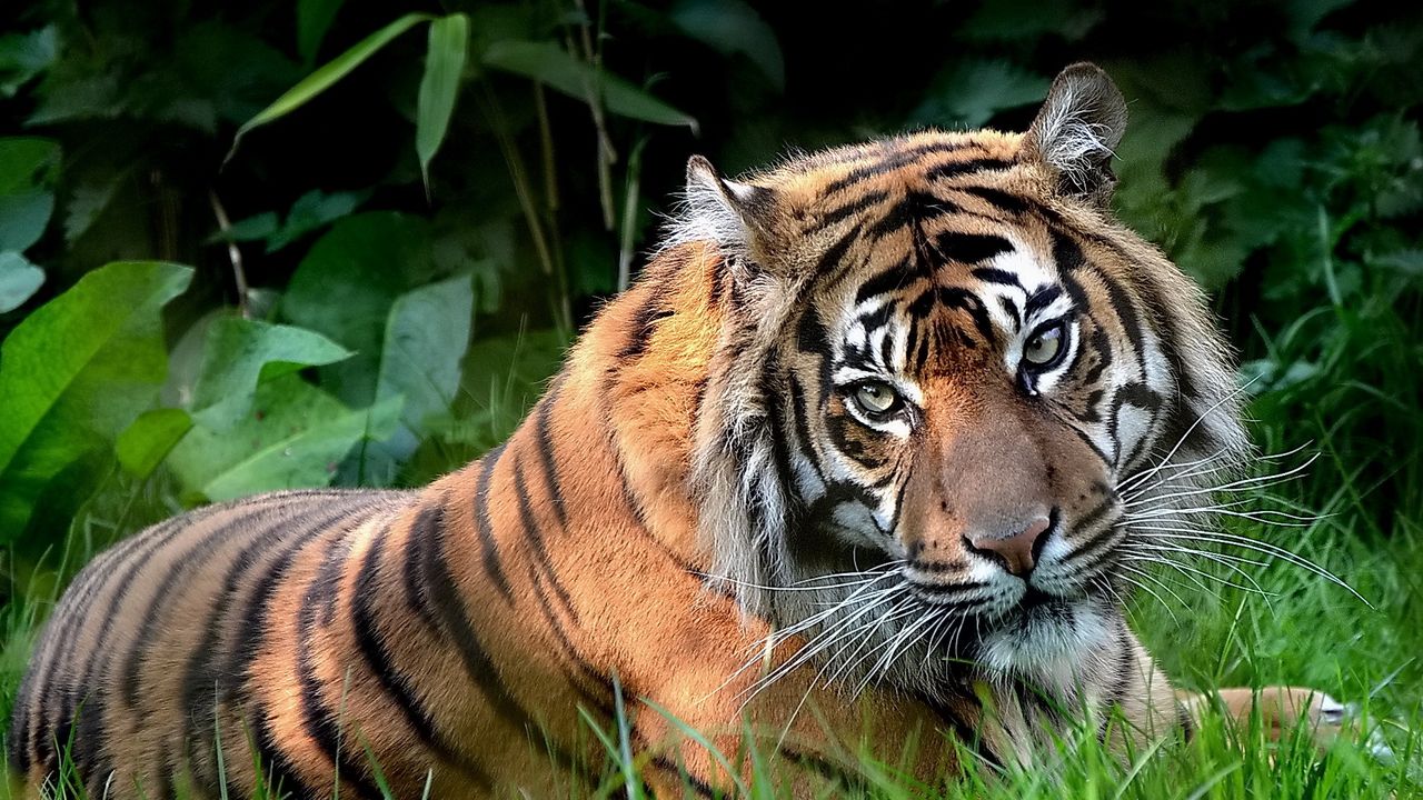 Wallpaper predator, tiger, eyes, lying, grass