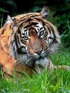 Preview wallpaper predator, tiger, eyes, lying, grass