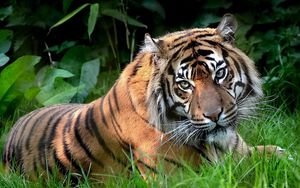 Preview wallpaper predator, tiger, eyes, lying, grass