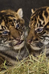 Preview wallpaper predators, tigers, cubs, couple, down, big cats