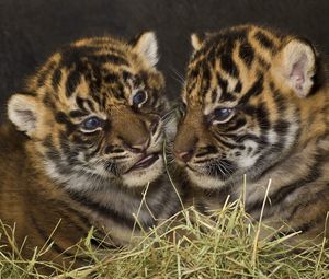 Preview wallpaper predators, tigers, cubs, couple, down, big cats
