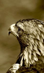 Preview wallpaper predatory look, eagle, bird