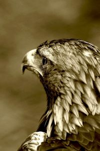 Preview wallpaper predatory look, eagle, bird