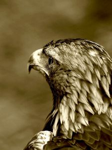 Preview wallpaper predatory look, eagle, bird