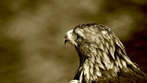 Preview wallpaper predatory look, eagle, bird