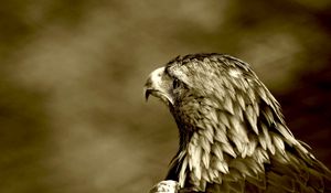 Preview wallpaper predatory look, eagle, bird