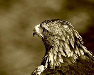 Preview wallpaper predatory look, eagle, bird