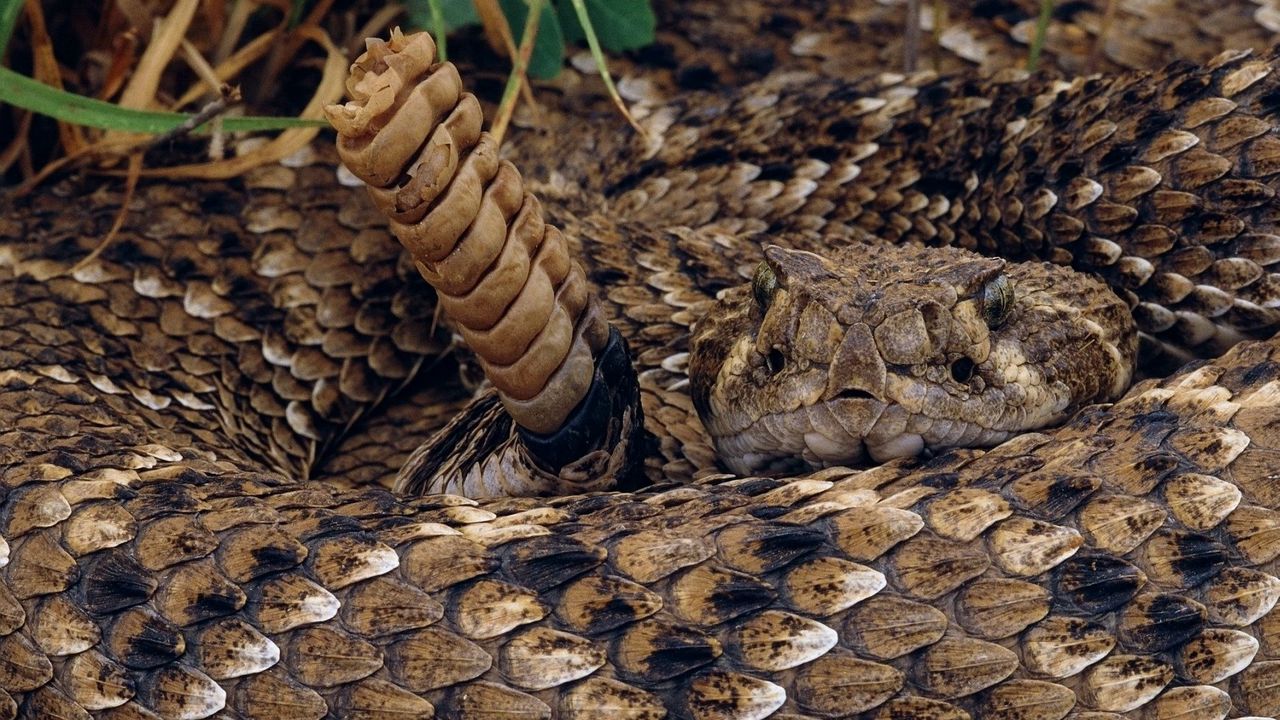 Wallpaper prey, snake, scales