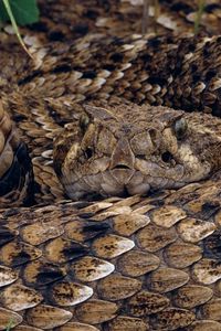 Preview wallpaper prey, snake, scales