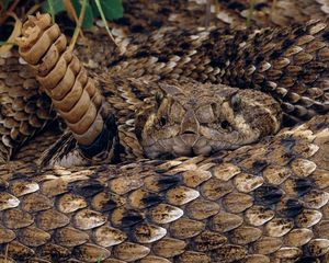 Preview wallpaper prey, snake, scales