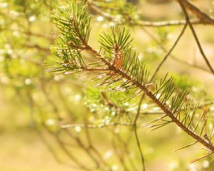 Preview wallpaper prickles, needles, pine, branch, macro, light, solarly