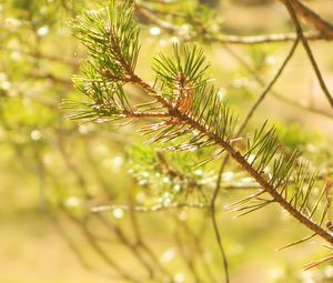 Preview wallpaper prickles, needles, pine, branch, macro, light, solarly