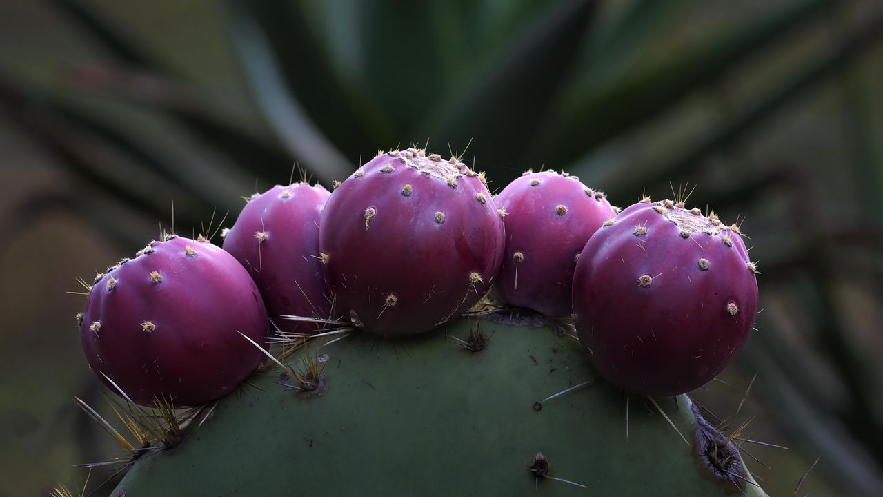 Wallpaper prickly pear, cactus, needles