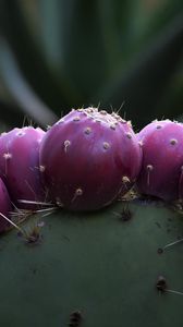 Preview wallpaper prickly pear, cactus, needles