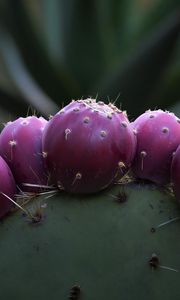 Preview wallpaper prickly pear, cactus, needles