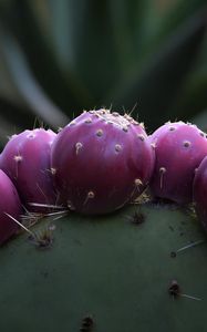 Preview wallpaper prickly pear, cactus, needles