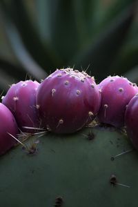 Preview wallpaper prickly pear, cactus, needles