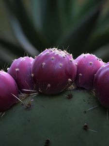 Preview wallpaper prickly pear, cactus, needles