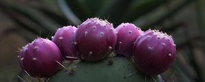 Preview wallpaper prickly pear, cactus, needles