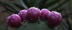 Preview wallpaper prickly pear, cactus, needles