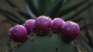 Preview wallpaper prickly pear, cactus, needles