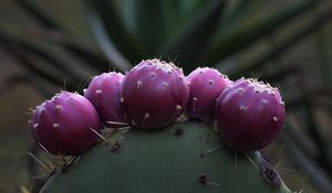 Preview wallpaper prickly pear, cactus, needles