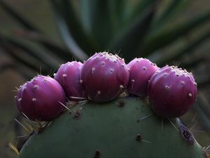 Preview wallpaper prickly pear, cactus, needles