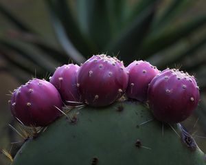 Preview wallpaper prickly pear, cactus, needles