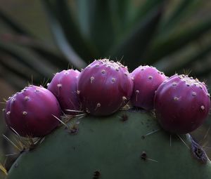 Preview wallpaper prickly pear, cactus, needles