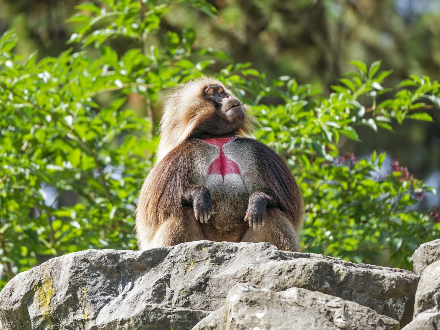 1400x1050 Wallpaper primate, monkey, funny, trees, leaves, animal