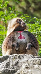 Preview wallpaper primate, monkey, funny, trees, leaves, animal