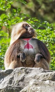 Preview wallpaper primate, monkey, funny, trees, leaves, animal