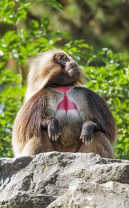 Preview wallpaper primate, monkey, funny, trees, leaves, animal