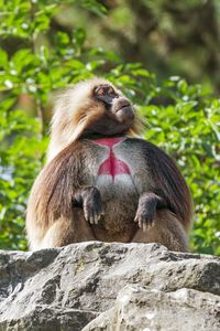 Preview wallpaper primate, monkey, funny, trees, leaves, animal