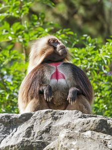 Preview wallpaper primate, monkey, funny, trees, leaves, animal