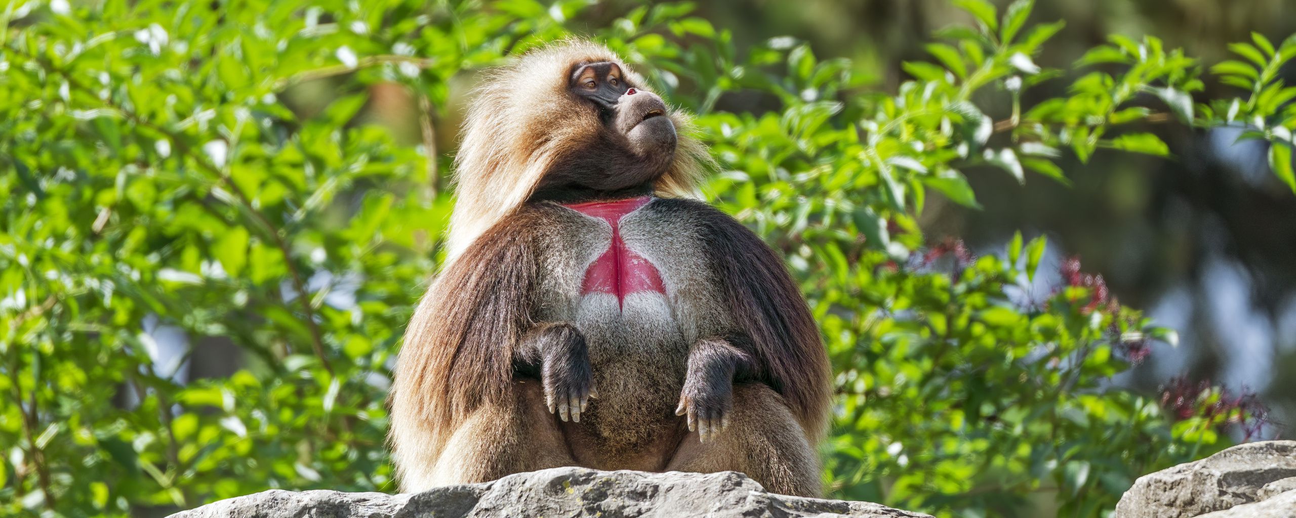 2560x1024 Wallpaper primate, monkey, funny, trees, leaves, animal